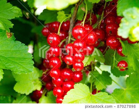 Photography on theme beautiful bush berry red currant 87027898