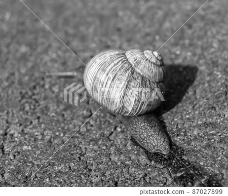 Big garden snail in shell crawling on wet road hurry home 87027899