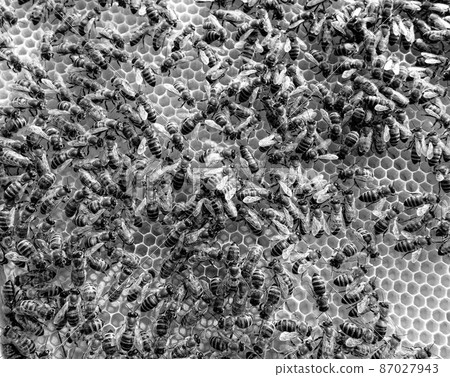 Abstract hexagon structure is honeycomb from bee hive Abstract hexagon structure is honeycomb from bee hive 87027943