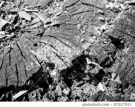 Beautiful wooden fracture old oak, natural texture close up Beautiful wooden fracture old oak, natural texture close up 87027951