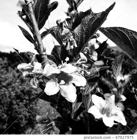 Bouquet wildflowers jasmine blooming in garden 87027975