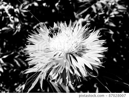 Winged bee slowly flies to the plant, collect nectar for honey 87028007