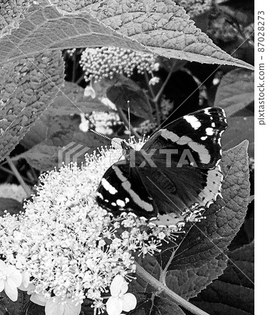 Photography to theme beautiful black butterfly Monarch Photography to theme beautiful black butterfly Monarch 87028273