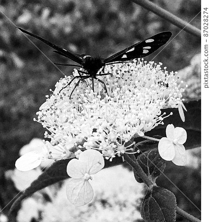 Photography to theme beautiful black butterfly Monarch 87028274