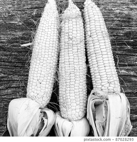 Photography to theme beautiful vegetable cob corn 87028293