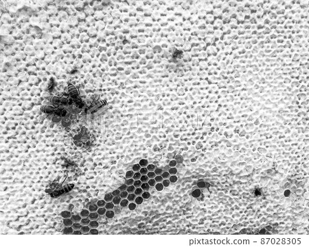 Abstract hexagon structure is honeycomb from bee hive 87028305