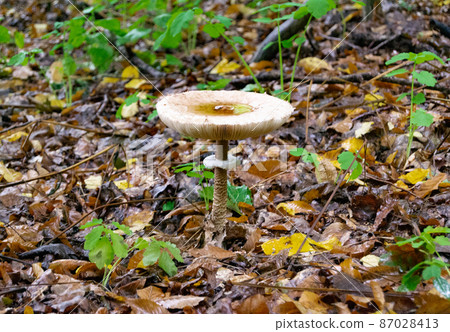 Photography to theme large beautiful poisonous mushroom 87028413