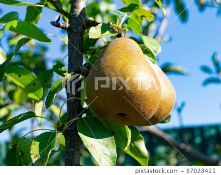 Photography on theme beautiful fruit branch pear tree Photography on theme beautiful fruit branch pear tree 87028421