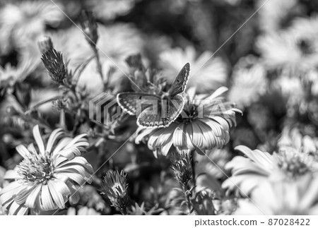 Photography to theme beautiful black butterfly Monarch Photography to theme beautiful black butterfly Monarch 87028422