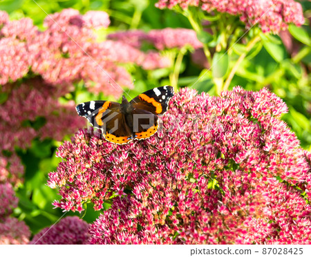 Photography to theme beautiful black butterfly Monarch Photography to theme beautiful black butterfly Monarch 87028425
