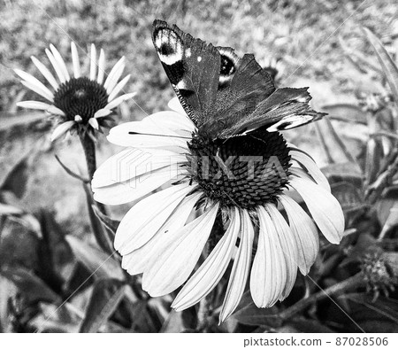Photography to theme beautiful black butterfly Monarch Photography to theme beautiful black butterfly Monarch 87028506