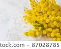 Mimosa or silver wattle yellow spring flowers on white concrete background 87028785