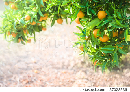 Orange tree branches with fruits in citrus orchard Orange tree branches with fruits in citrus orchard 87028886