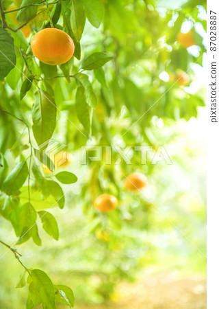 Tangerine tree branch with ripe fruits in citrus grove, vertical 87028887