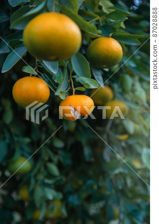 Ripe tangerine fruit with split peel on a tree in citrus grove, vertical shot 87028888