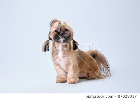 Shih tzu shows a haircut made in an animal salon Shih tzu shows a haircut made in an animal salon 87029017
