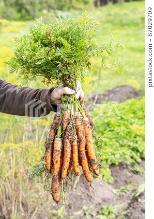 Fresh carrot bunch in hand on a green natural unfocused background 87029709