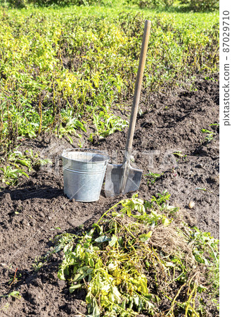 Harvesting potatoes at the vegetable garden 87029710