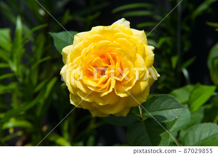 A beautiful yellow rose in a summer garden. A beautiful yellow rose in a summer garden. 87029855