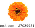 Perfect blooming orange Zinnia flower isolated on a transparent background in close-up. High details macro shot image. 87029981