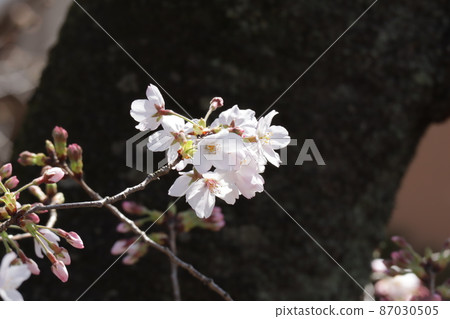 Cherry Blossoms	 87030505