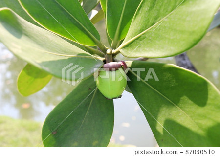 Young Pitch Apple with green leaves. Young Pitch Apple with green leaves. 87030510