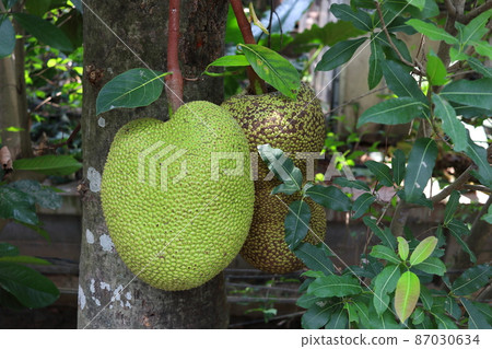Young jack fruit on tree. Young jack fruit on tree. 87030634