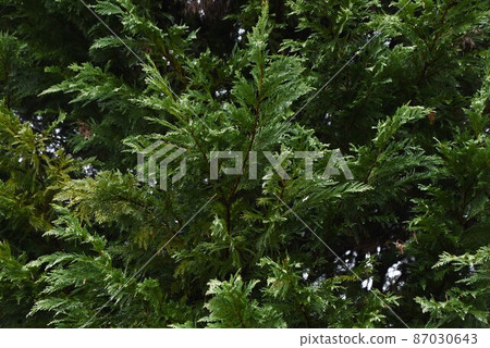 Leyland Hinoki Leyland Hinoki 87030643