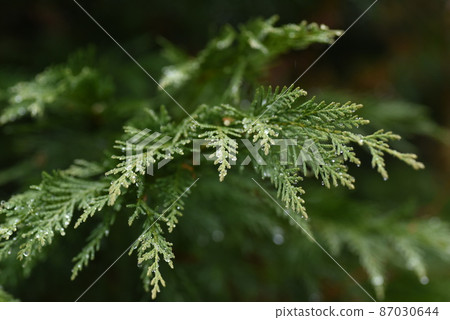 Leyland Hinoki 87030644