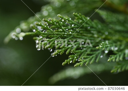 Leyland Hinoki Leyland Hinoki 87030646