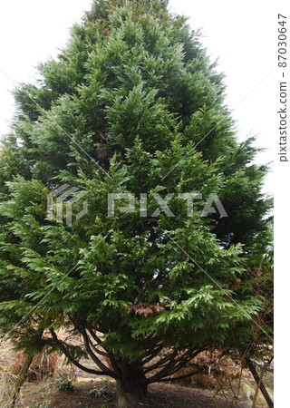 Leyland Hinoki Leyland Hinoki 87030647