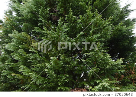 Leyland Hinoki Leyland Hinoki 87030648