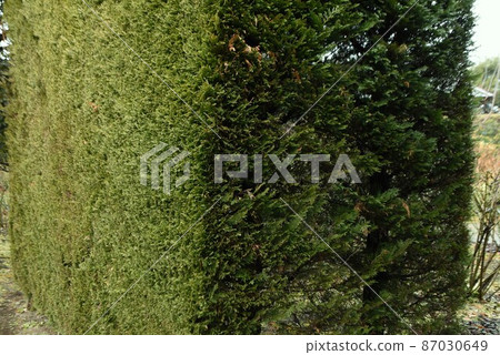 Leyland Hinoki 87030649