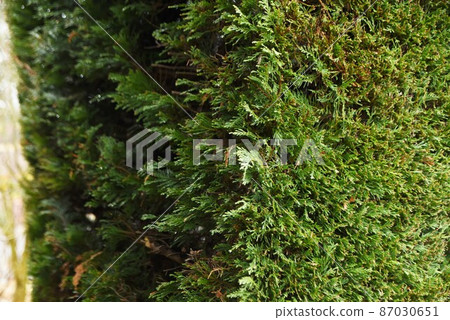 Leyland Hinoki 87030651