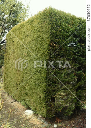 Leyland Hinoki Leyland Hinoki 87030652