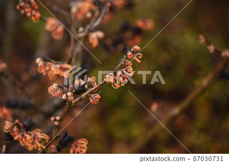 Witch hazel flower Witch hazel flower 87030731