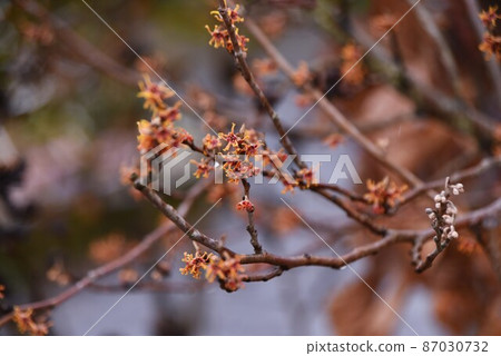 Witch hazel flower 87030732