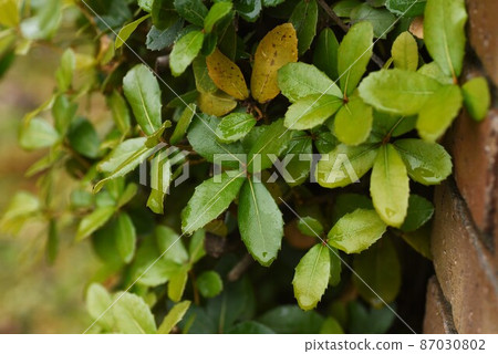 Hedge of Ubamegashi (Oak) 87030802