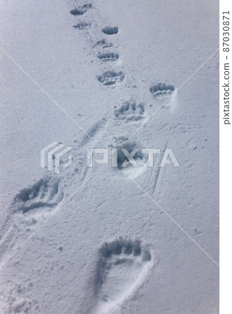 Fresh tracks of large brown bear on white snow in spring. 87030871
