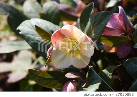 Hellebore (christmas rose) 87030898