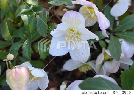 Hellebore (christmas rose) Hellebore (christmas rose) 87030900