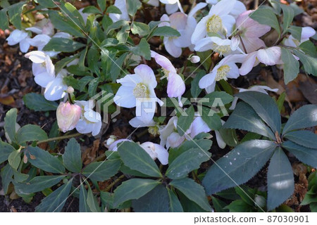 Hellebore (christmas rose) 87030901