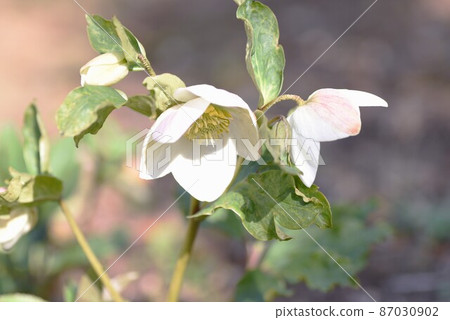 Hellebore (christmas rose) 87030902
