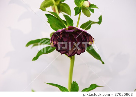 Hellebore (christmas rose) 87030908