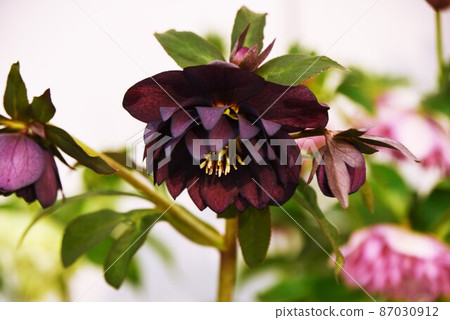 Hellebore (christmas rose) Hellebore (christmas rose) 87030912