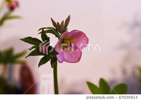 Hellebore (christmas rose) Hellebore (christmas rose) 87030913