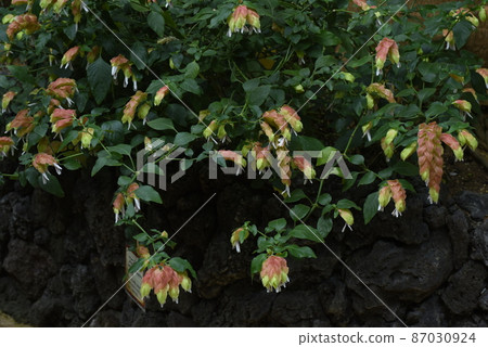 小蝦花 小蝦花 87030924