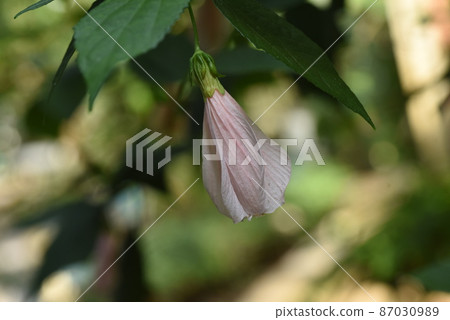 UNAKUSHI FUYOU UNAKUSHI FUYOU 87030989