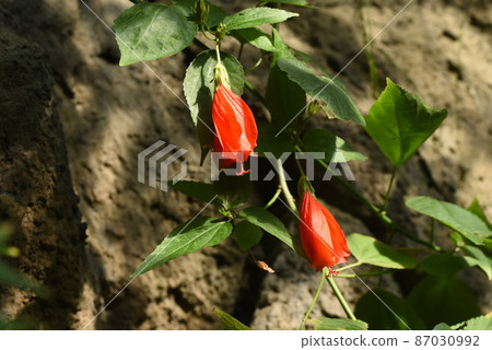 UNAKUSHI FUYOU UNAKUSHI FUYOU 87030992