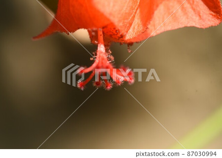 UNAKUSHI FUYOU 87030994